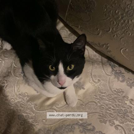 Photo 1/1 Venom Chat perdu à Chelles
