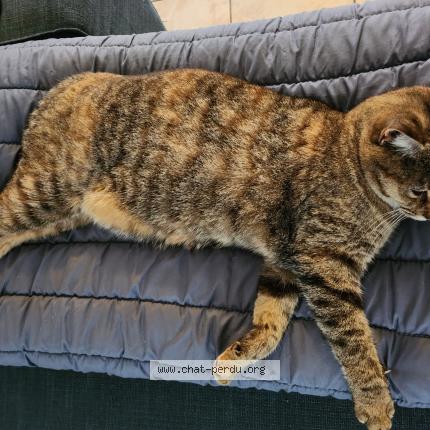 Photo de chat perdu à Sainte Luce Sur Loire