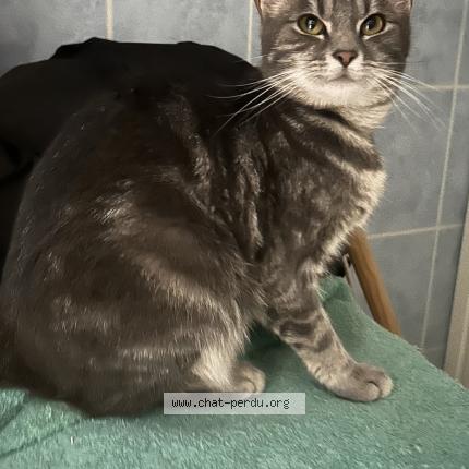 Photo 1/1 Chat retrouvé Perdu à Nanterre