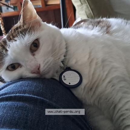 Photo 1/1 Nala Chat perdu à Argentan