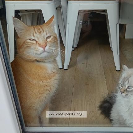 Photo 1/1 Hugo Chat perdu à Cosne cours sur loire