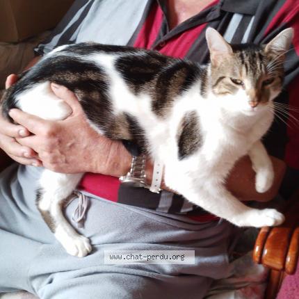 Photo 1/1 Pompom Chat perdu à Laval sur tourbes