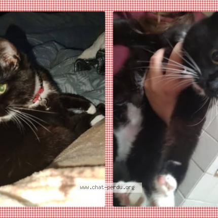 Photo de chat perdu à Roubaix