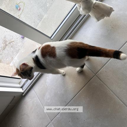 Photo de chat perdu à Montauban