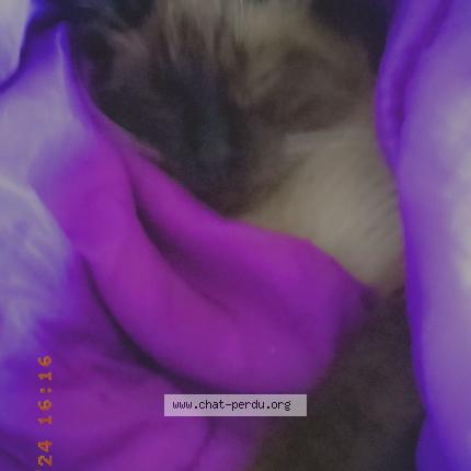 Photo 1/1 Coton Chat perdu à Saint aubin des ormeaux