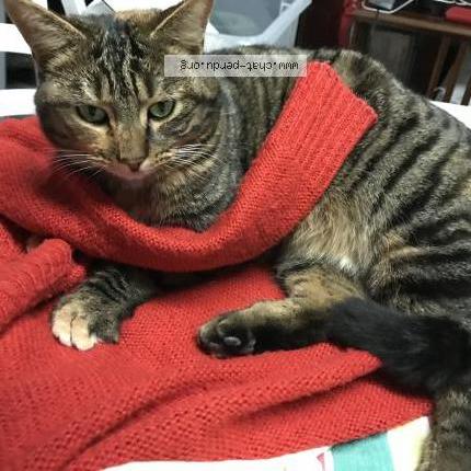 Photo 1/3 Lolame Chat perdu à Beaucamps ligny