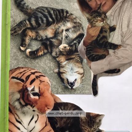 Photo 3/3 Lolame Chat perdu à Beaucamps ligny