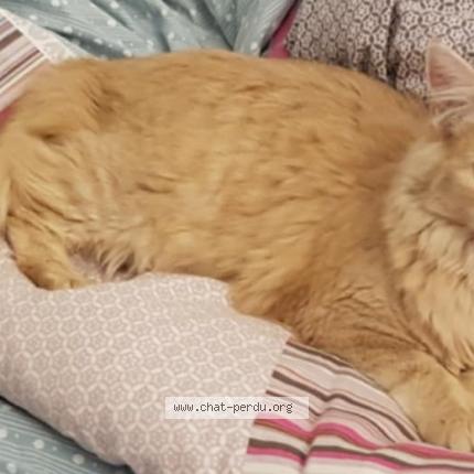 Photo 1/1 Manuel HAUET Chat perdu à Castres