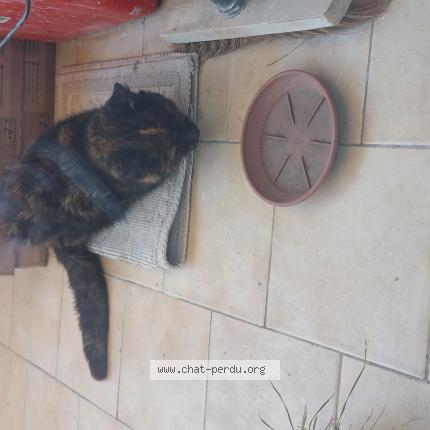Photo de chat trouvé à Nice