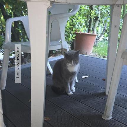 Photo 1/1 Chat retrouvé Trouvé à Nanterre
