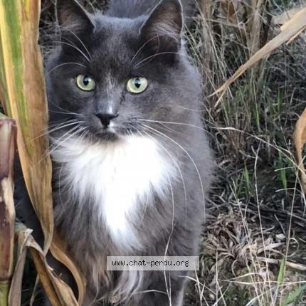 Photo 1/1 Lilou Chat perdu à Chars
