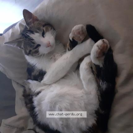 Photo de chat perdu à Portet Sur Garonne