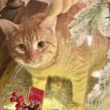 Photo de chat perdu à Malvern