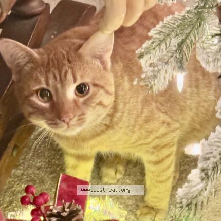 Photo 1/1 Christmas Kitty Chat perdu à Malvern