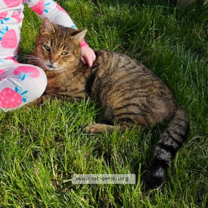 Photo 1/1 Tigrou Chat perdu à Rinxent