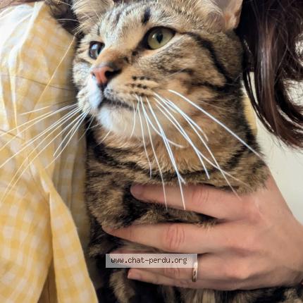 Photo de chat perdu à La Seyne Sur Mer