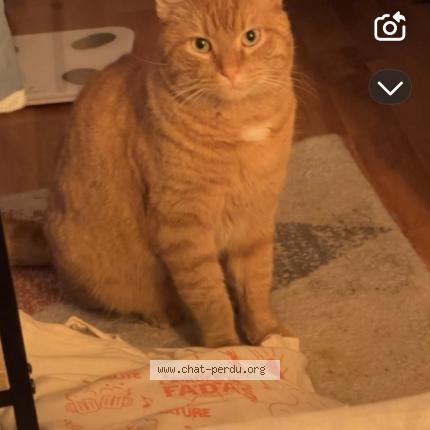 Photo 1/1 Charlie Chat perdu à Thouars