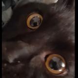 Photo de chat perdu à Perpignan