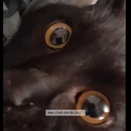 Photo 1/1 Chat retrouvé Perdu à Perpignan