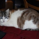 Photo de chat perdu à Thoiry