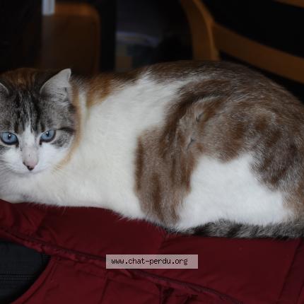 Photo 1/1 Chat retrouvé Perdu à Thoiry