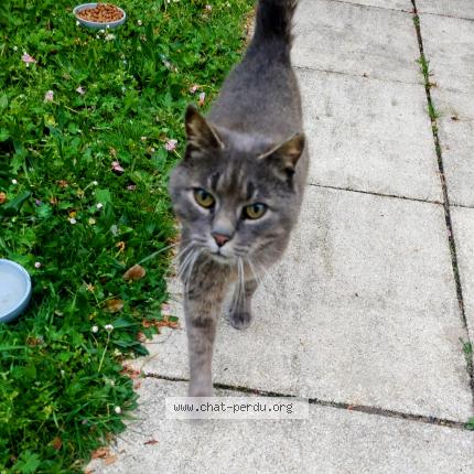 Photo 1/1 Chat trouvé Trouvé à Orvault