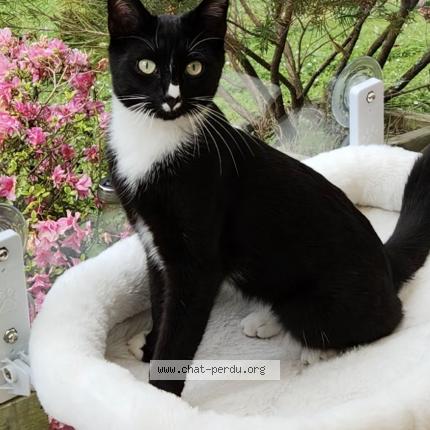 Photo 1/1 Moustic Chat perdu à Le vauroux