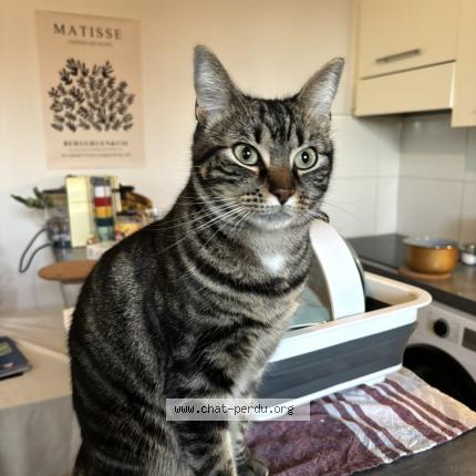 Photo de chat perdu à Bordeaux