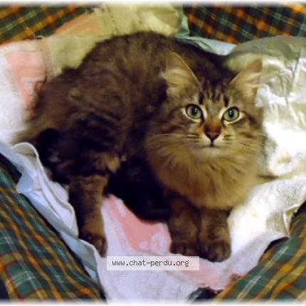 Photo 1/1 Peluche Chat perdu à Luneville