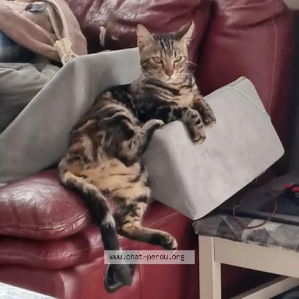 Photo 1/1 Nala Chat perdu à Vauvert