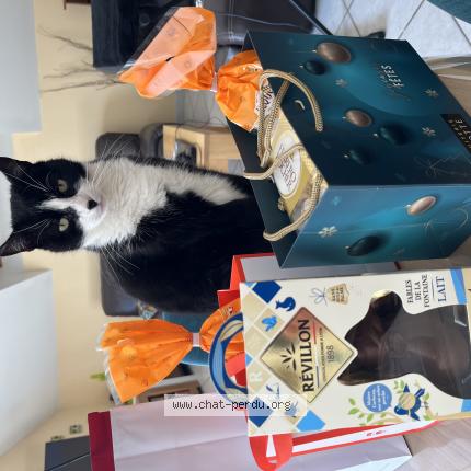 Photo de chat perdu à Pouilley Francais