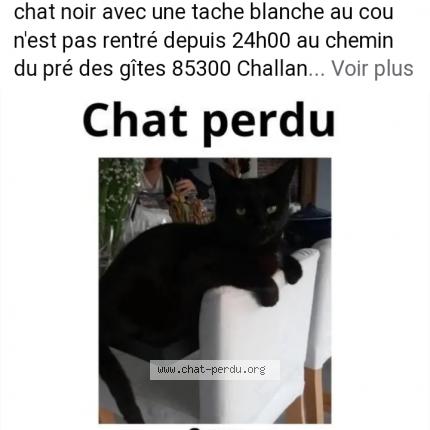 Photo 1/1 Oscar Chat perdu à Challans