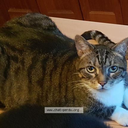 Photo de chat perdu à Bry Sur Marne