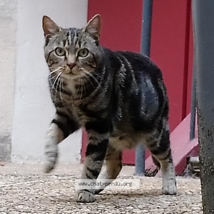Photo de chat perdu à Besancon
