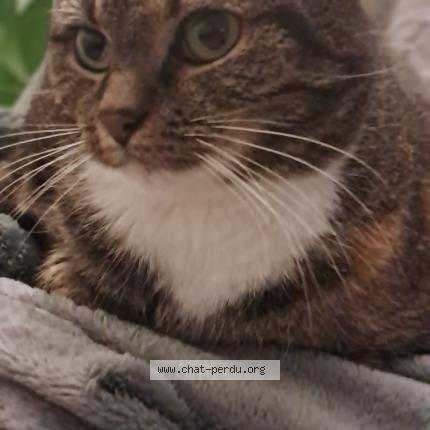 Photo de chat perdu à Metz