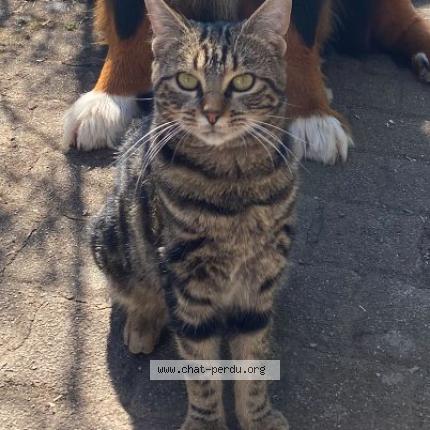 Photo 1/1 Willow Chat perdu à Fegersheim