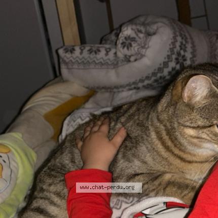 Photo 1/1 Chat retrouvé Perdu à Elne