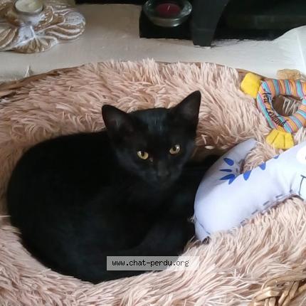 Photo 1/1 Noisette Chat perdu à Le mesnillard