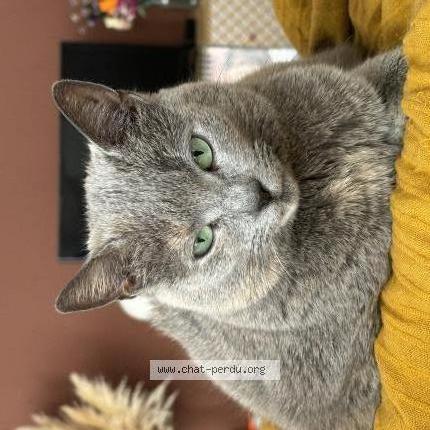 Photo 1/1 Chat retrouvé Perdu à Armentieres