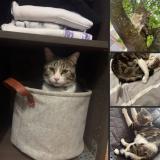 Photo de chat perdu à Cherre