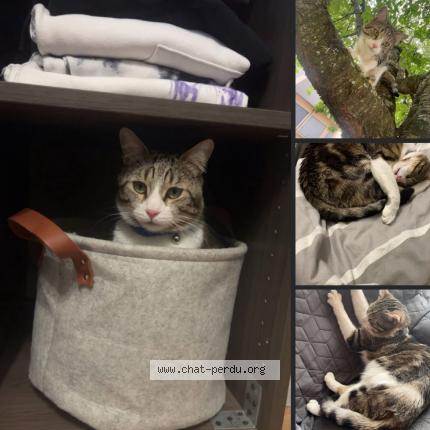 Photo 1/1 Chat retrouvé Perdu à Cherre