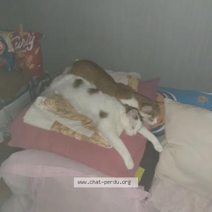 Photo 1/1 Chipie Chat perdu à Vx charmont