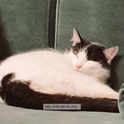 Photo de chat perdu à Nantes