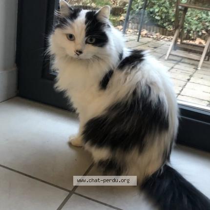 Photo 1/1 Chat retrouvé Perdu à Saint Genis Laval