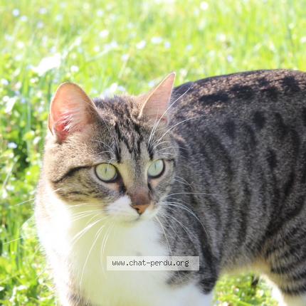 Photo de chat perdu à Betaille