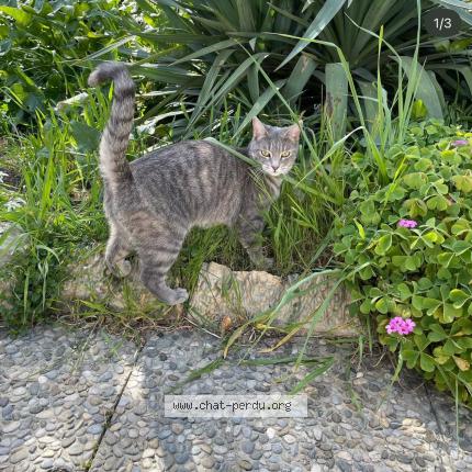 Photo de chat perdu à Roquevaire