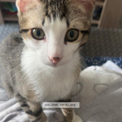 Photo 1/1 Ares Chat perdu à Nimes