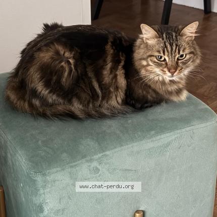 Photo de chat perdu à Asnieres Sur Seine