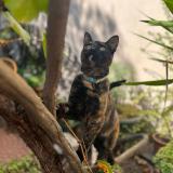 Photo de chat perdu à Las Condes