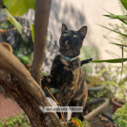 Photo 1/1 manchita Chat perdu à Las condes